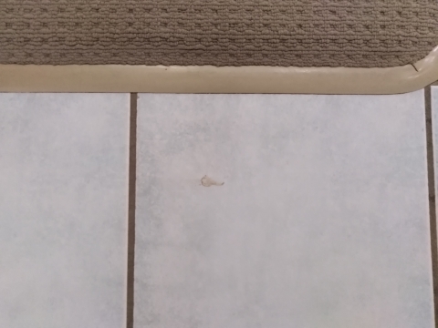 A dried spill droplet from a smoothie on tiles