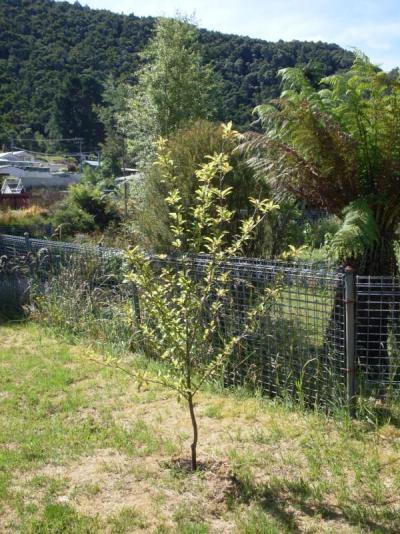 A young plum tree