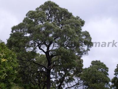 Random tree in Queenstown